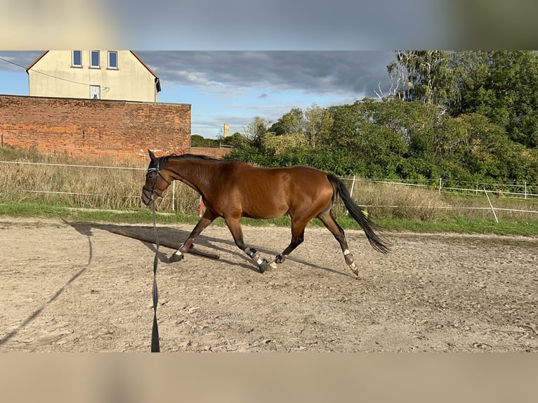 Andra fullblod Sto 5 år 160 cm Brun in Ermlitz