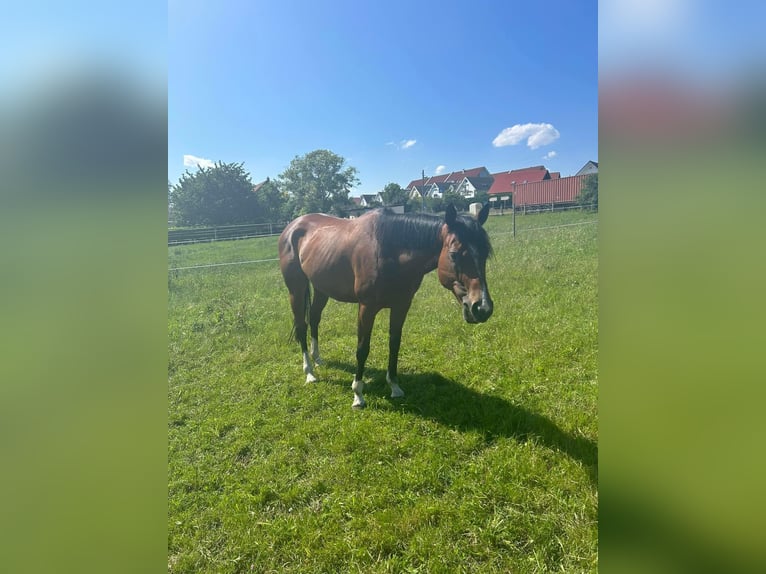 Andra fullblod Sto 5 år 160 cm Brun in Ermlitz