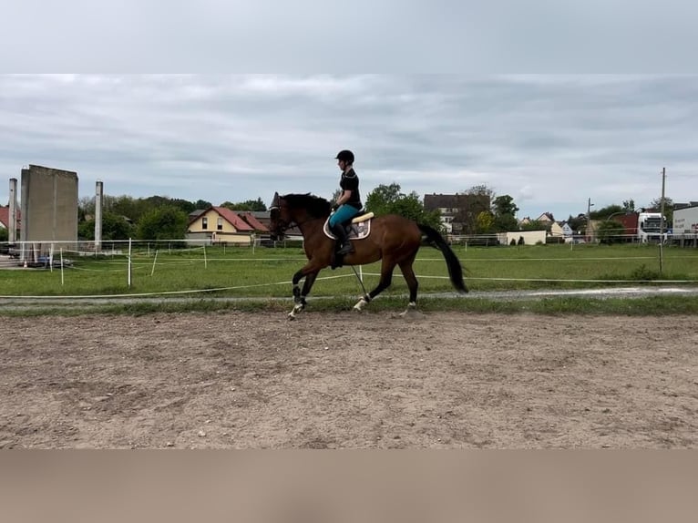 Andra fullblod Sto 5 år 160 cm Brun in Ermlitz