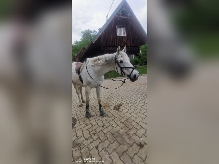 Andra fullblod Blandning Sto 7 år 160 cm in Nassau