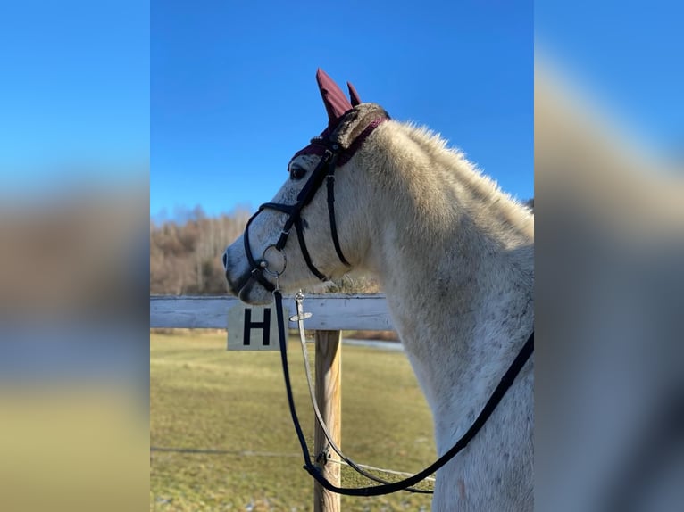 Andra fullblod Blandning Sto 7 år 160 cm in Nassau