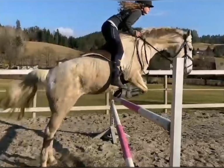 Andra fullblod Blandning Sto 7 år 160 cm in Nassau