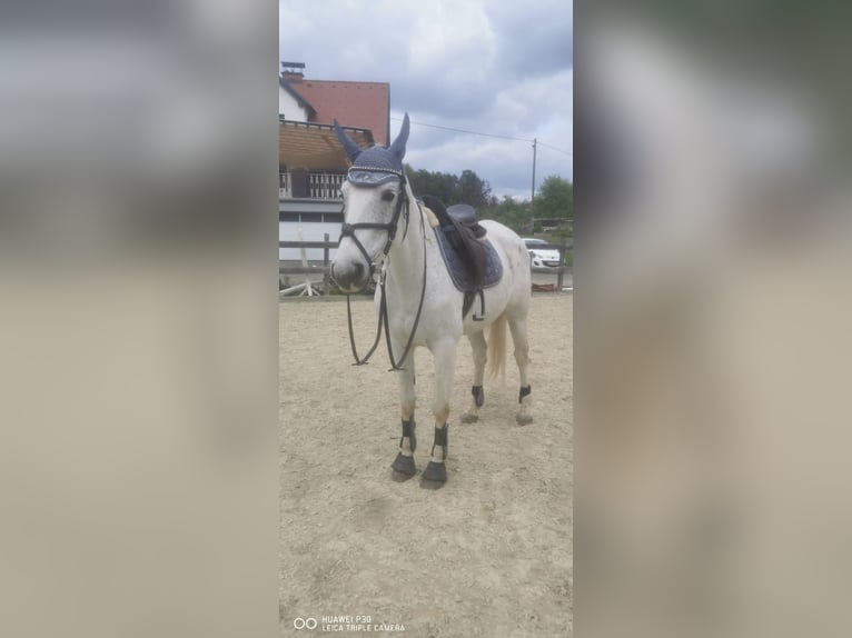 Andra fullblod Blandning Sto 7 år 160 cm in Nassau