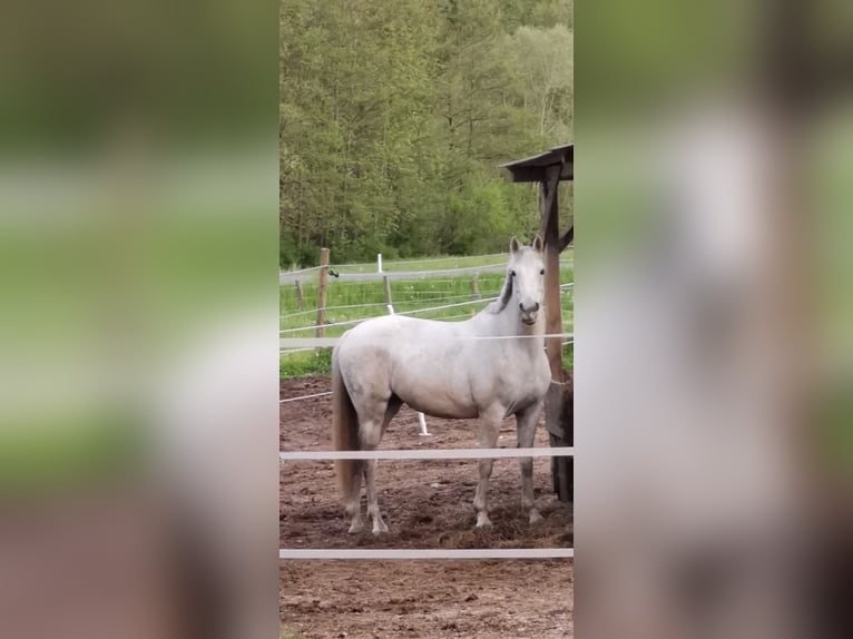 Andra fullblod Blandning Sto 7 år 160 cm in Nassau