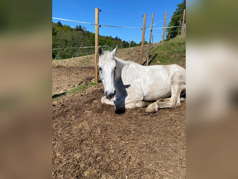 Andra fullblod Blandning Sto 7 år 160 cm in Nassau