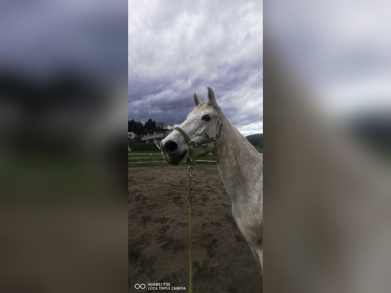 Andra fullblod Blandning Sto 7 år 160 cm in Nassau