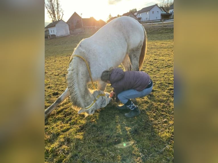 Andra fullblod Blandning Sto 7 år 160 cm in Nassau