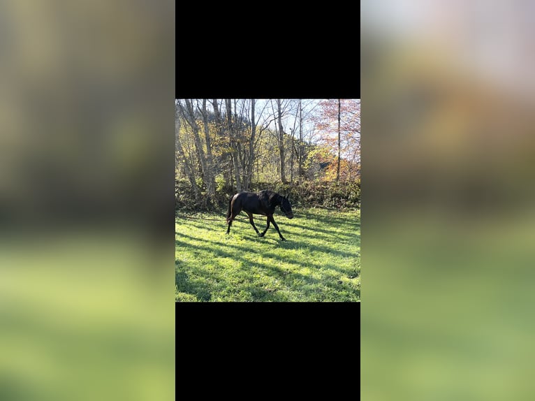 Andra fullblod Valack 10 år 168 cm Brun in Hochburg-Ach