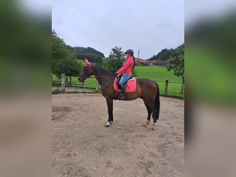 Andra fullblod Valack 10 år 170 cm Brun in Molln