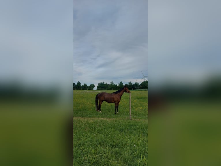 Andra fullblod Valack 11 år 165 cm Mörkbrun in Deining