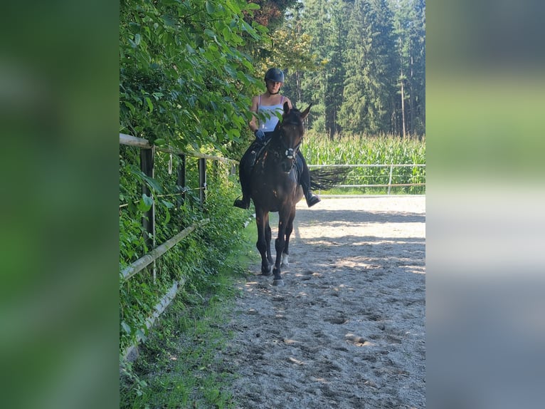 Andra fullblod Valack 14 år 160 cm Mörkbrun in Achberg