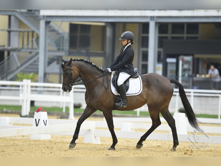 Andra fullblod Valack 15 år 163 cm Fux in Gerasdorf