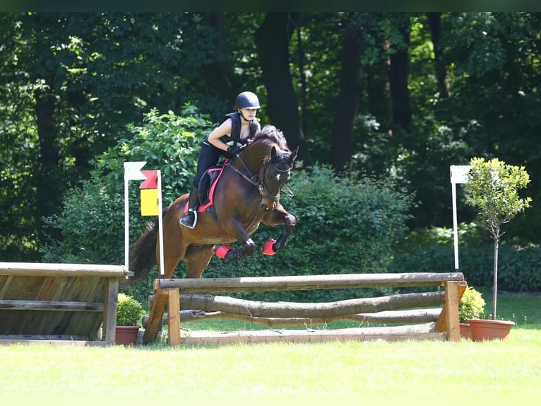 Andra fullblod Valack 15 år 163 cm Fux in Gerasdorf