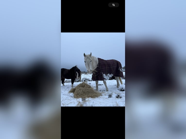 Andra fullblod Valack 16 år 155 cm Grå in Norden Norden