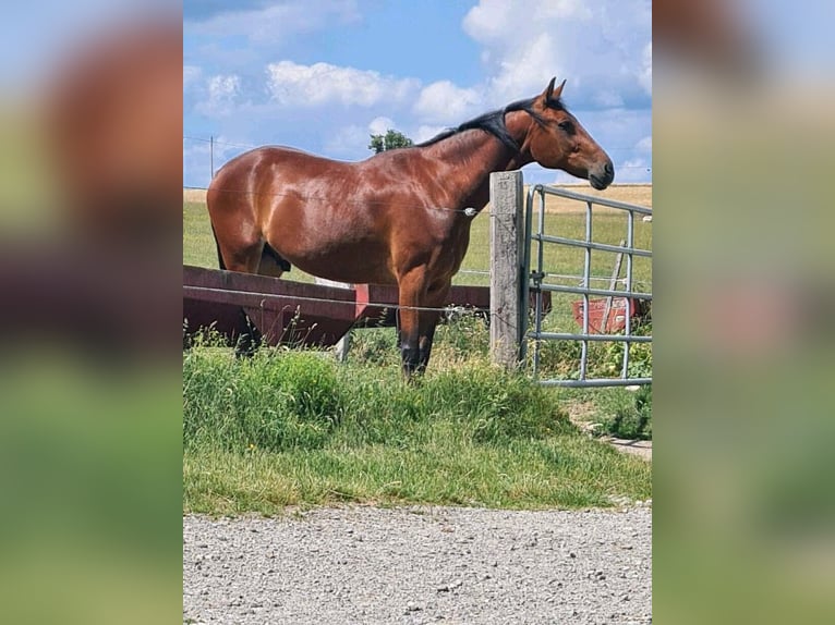 Andra fullblod Valack 16 år 170 cm Brun in Bining