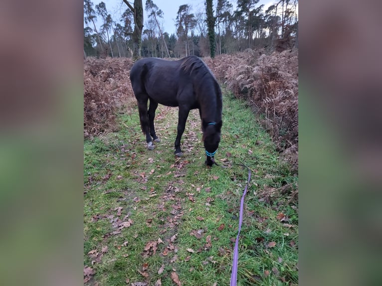 Andra fullblod Valack 18 år 165 cm Rökfärgad svart in Jockgrim