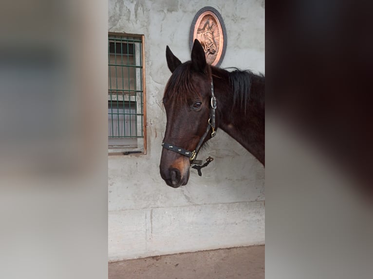 Andra fullblod Valack 18 år 165 cm Rökfärgad svart in Jockgrim