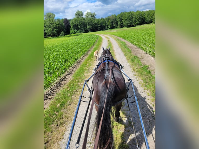 Andra fullblod Valack 18 år 165 cm Rökfärgad svart in Jockgrim