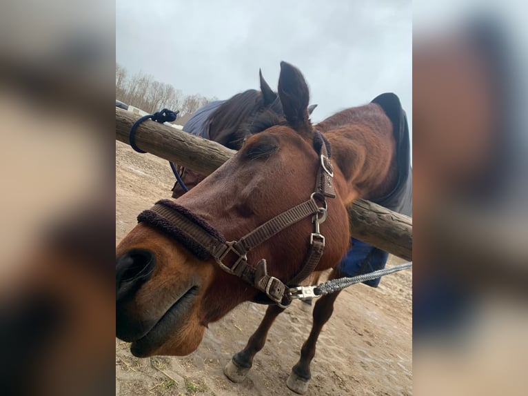 Andra fullblod Valack 20 år 169 cm Brun in Altlandsberg