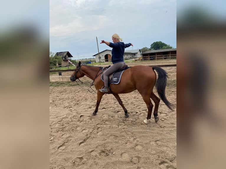 Andra fullblod Valack 20 år 169 cm Brun in Altlandsberg