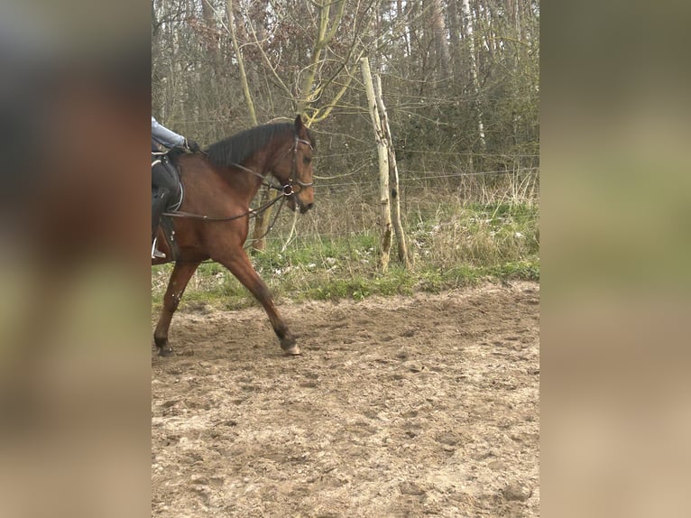 Andra fullblod Valack 20 år 169 cm Brun in Altlandsberg