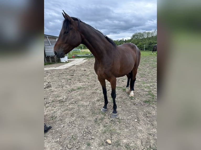 Andra fullblod Blandning Valack 4 år 162 cm Brun in Kirchheim