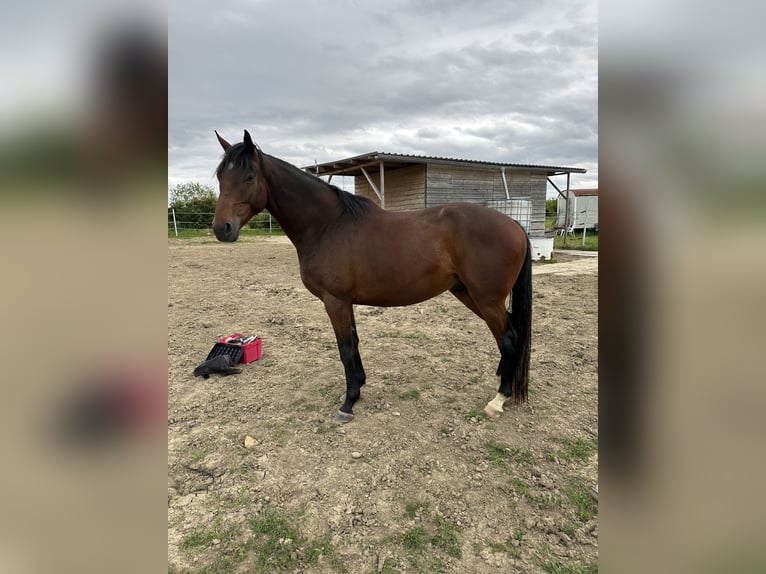 Andra fullblod Blandning Valack 4 år 162 cm Brun in Kirchheim