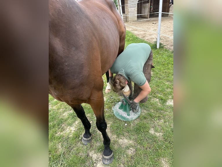 Andra fullblod Blandning Valack 4 år 162 cm Brun in Kirchheim