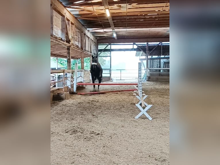 Andra fullblod Valack 4 år 165 cm Mörkbrun in Bayreuth