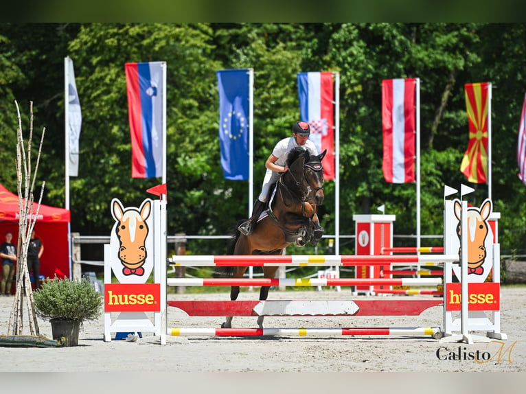 Andra fullblod Valack 5 år 165 cm Mörkbrun in Maribor