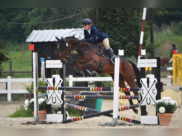 Andra fullblod Valack 5 år 168 cm Mörkbrun in Torino