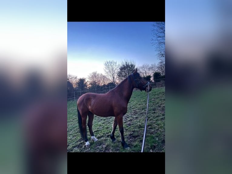 Andra fullblod Valack 6 år 153 cm Brun in Weissach im Tal