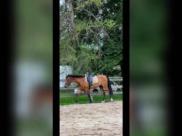 Andra fullblod Valack 6 år 153 cm Brun in Weissach im Tal