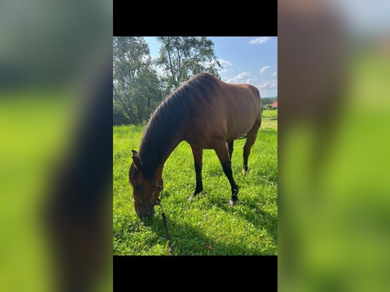 Andra fullblod Valack 6 år 153 cm Brun in Weissach im Tal