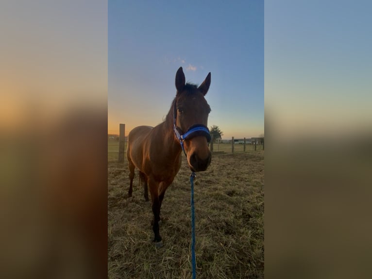 Andra fullblod Valack 7 år 165 cm Brun in Vesly