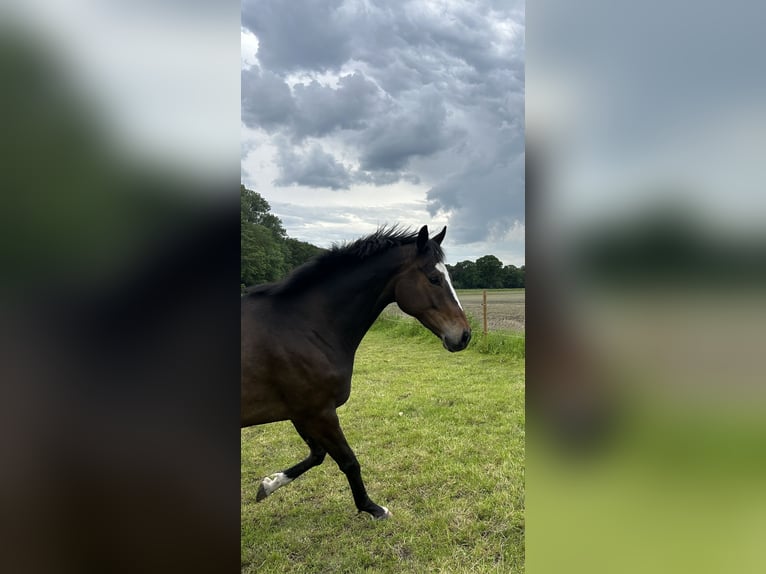 Andra fullblod Valack 7 år 168 cm in Bocholt