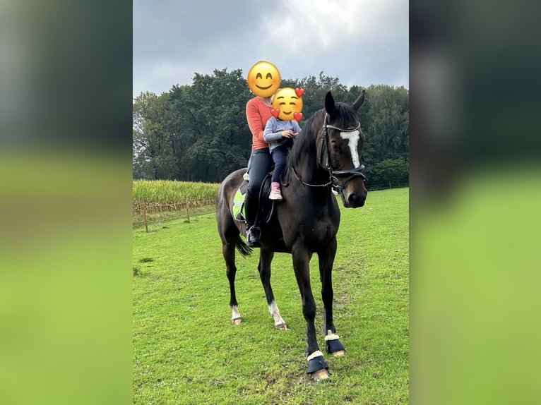 Andra fullblod Valack 7 år 168 cm in Bocholt