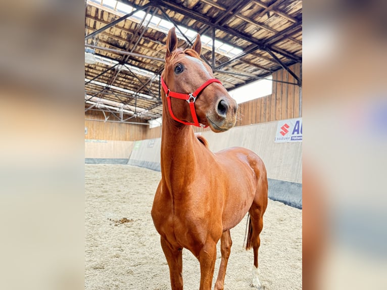 Andra fullblod Valack 7 år 170 cm fux in Wegeleben