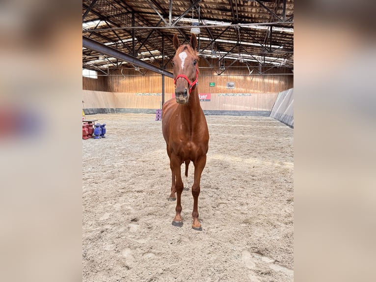 Andra fullblod Valack 7 år 170 cm fux in Wegeleben