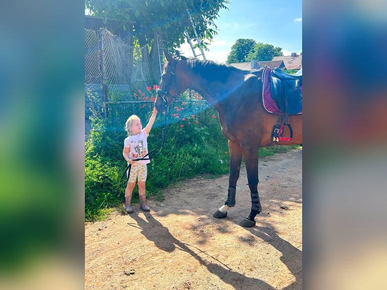 Andra fullblod Valack 9 år 167 cm Brun in Wegeleben