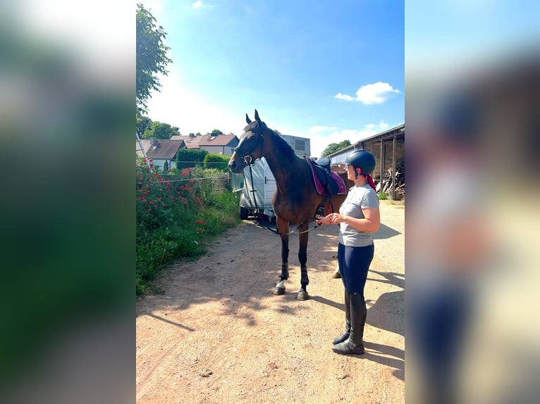 Andra fullblod Valack 9 år 167 cm Brun in Wegeleben