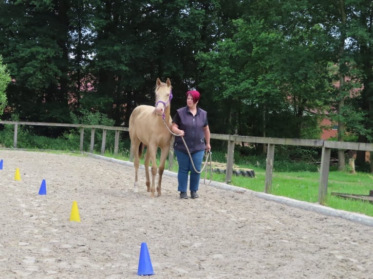 Andra raser Blandning Hingst 1 år 142 cm Champagne in Voltlage