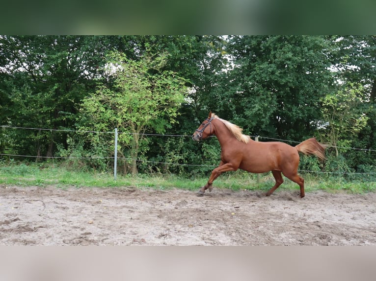 Andra raser Blandning Hingst 3 år 146 cm fux in Schlichting