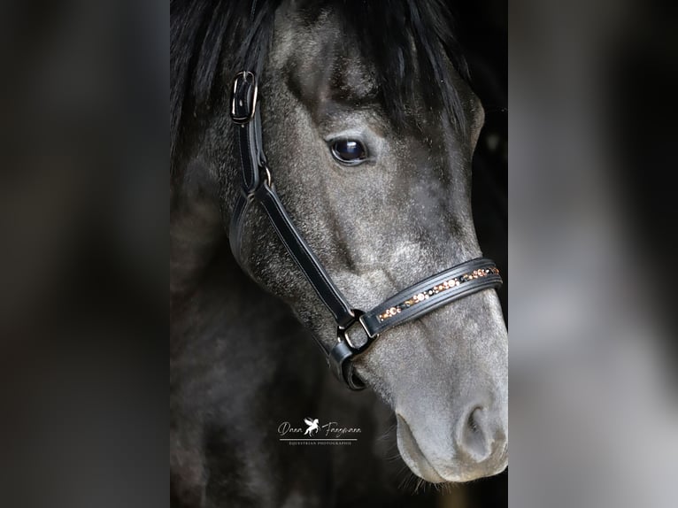 Andra raser Blandning Hingst 3 år 150 cm Grå-mörk-brun in Versmold