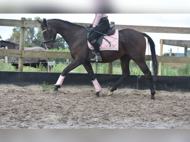 Andra raser Hingst 3 år 151 cm Mörkbrun in Achtmaal