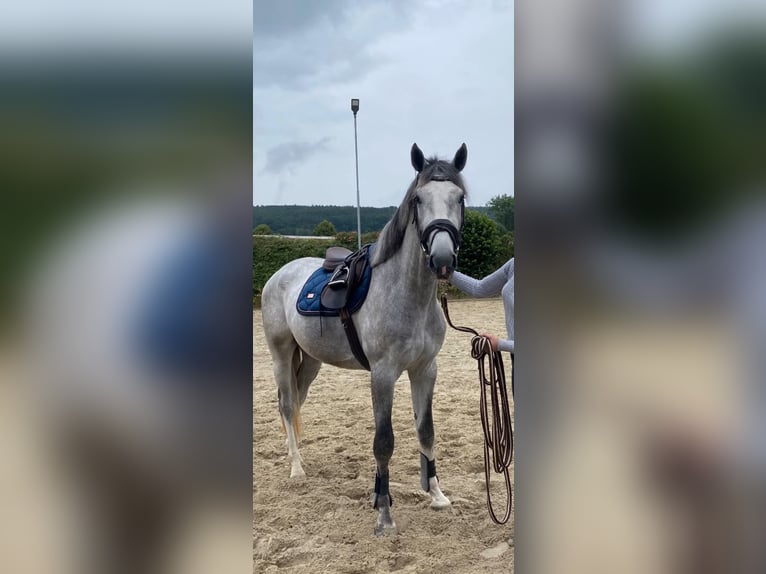 Andra raser Hingst 3 år 165 cm Grå in Einbeck