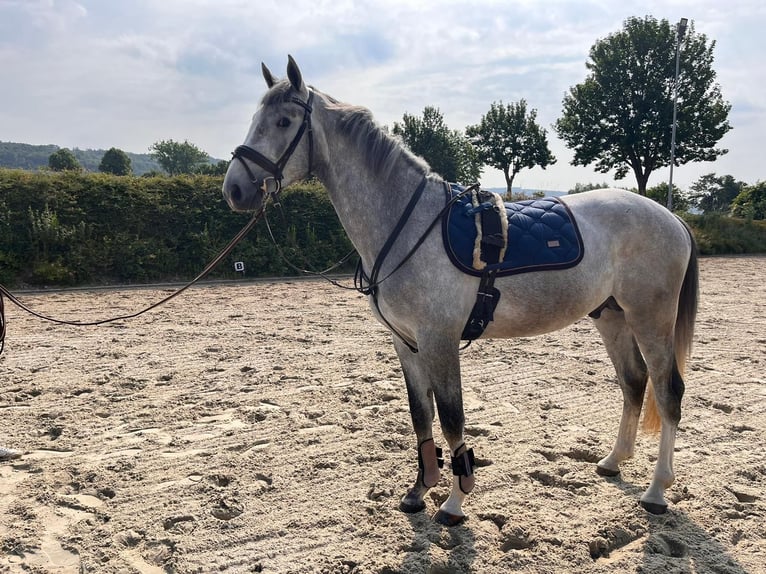 Andra raser Hingst 3 år 165 cm Grå in Einbeck