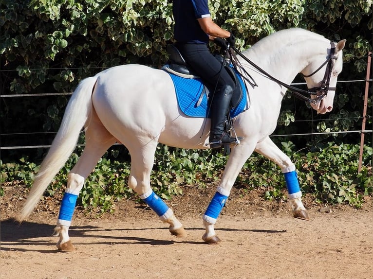 Andra raser Hingst 7 år 160 cm Perlino in NAVAS DEL MADRONO