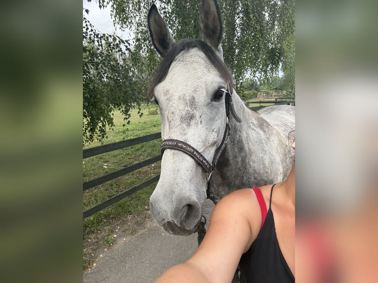 Andra raser Blandning Hingst 7 år Grå-mörk-brun in Braunsbedra