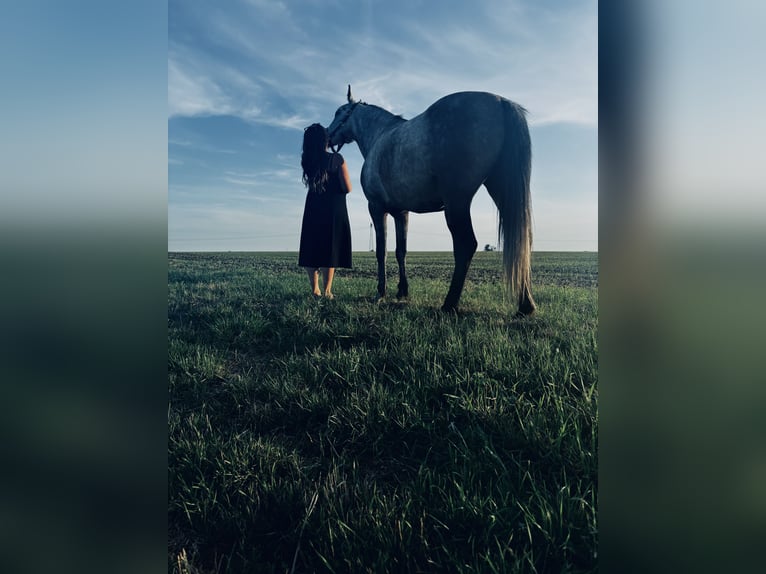 Andra raser Blandning Hingst 7 år Grå-mörk-brun in Braunsbedra